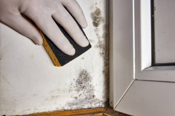 Best Post-Remediation Verification Testing  in Flower Hill, NY